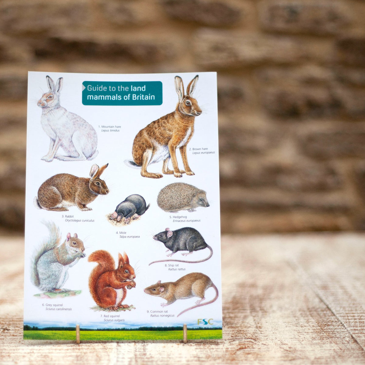 Field Guide - British Land Mammals | Wildlife World