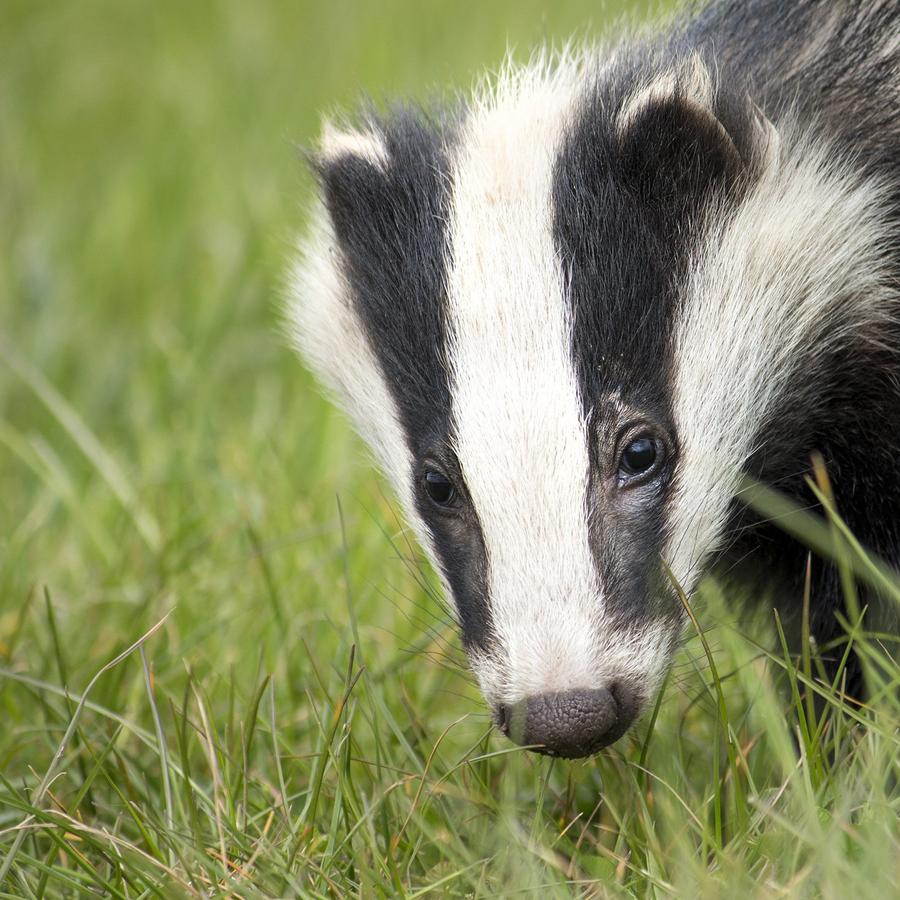 Badgers & Foxes