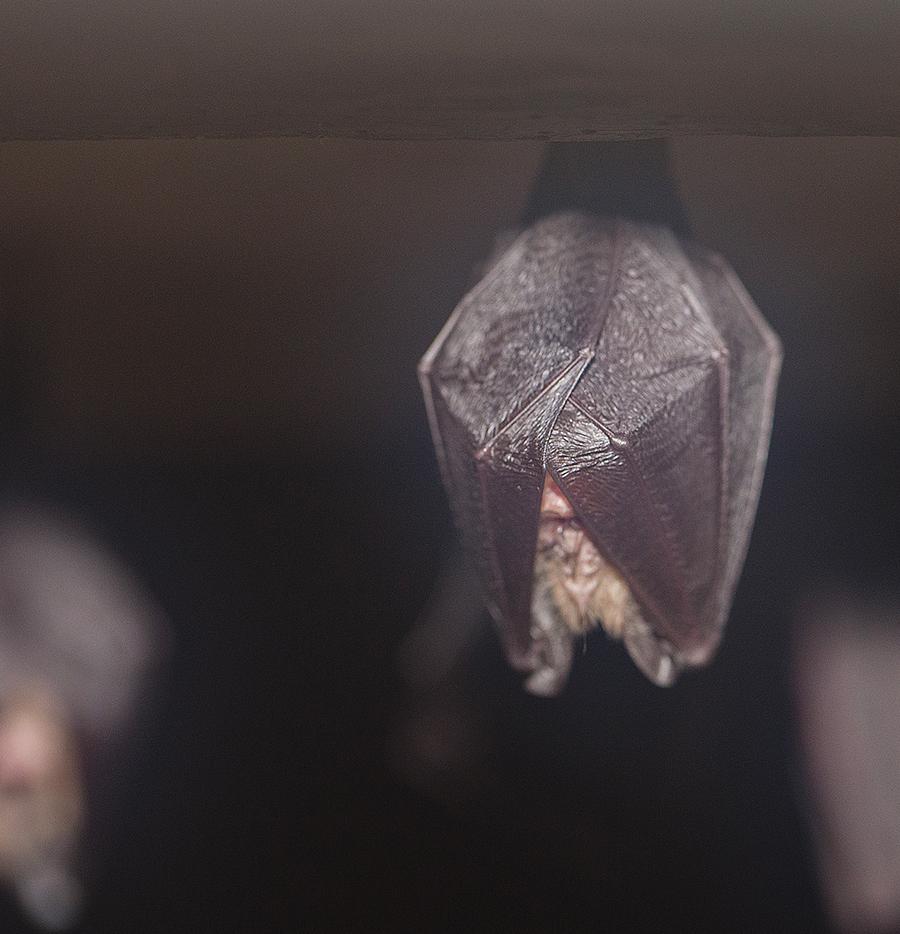 Bats