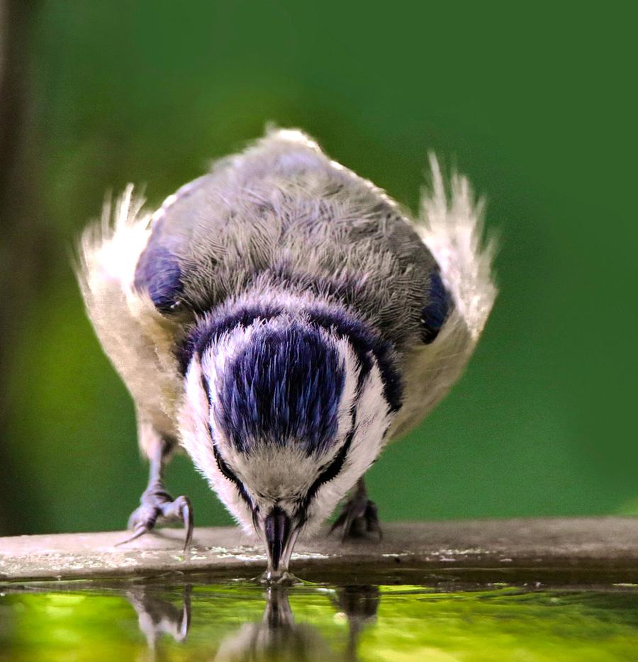 Bird Baths