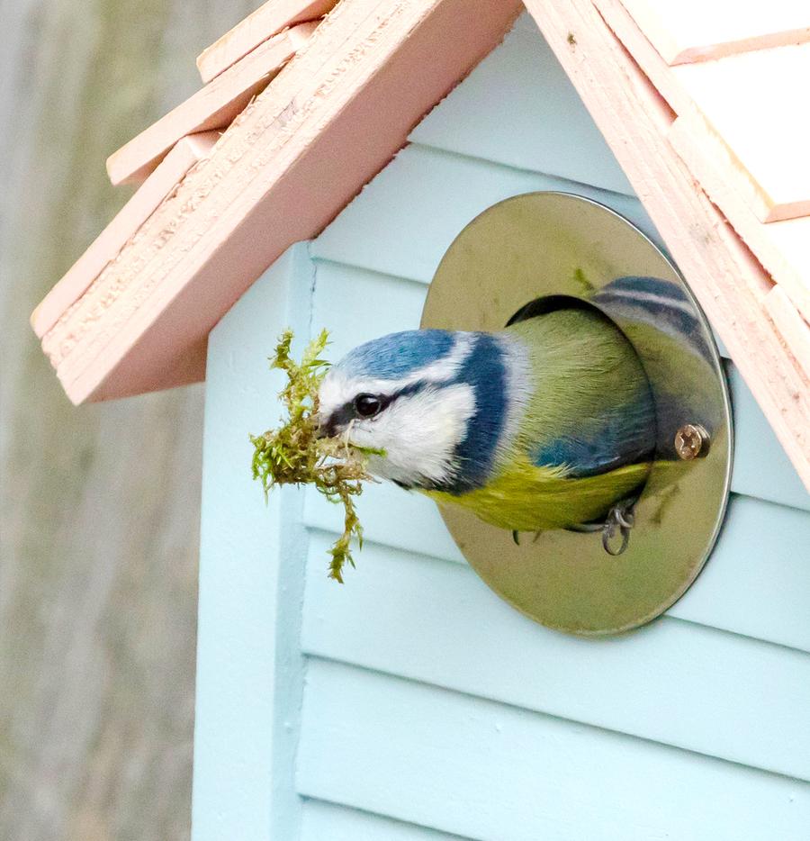 Bird Nest Boxes