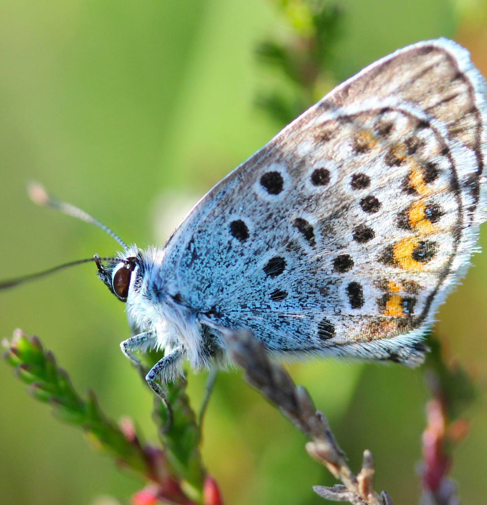 Butterflies & Moths