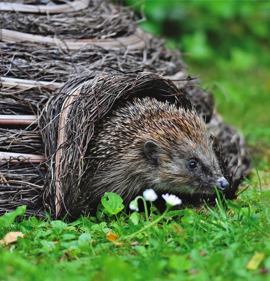 Hedgehogs