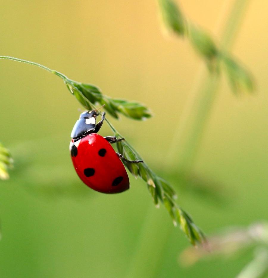 Ladybirds & Lacewings