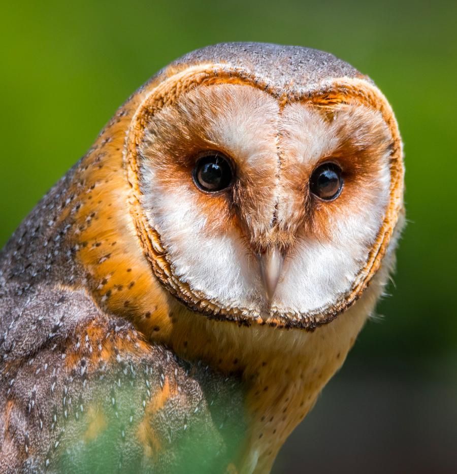 Owls & Raptors
