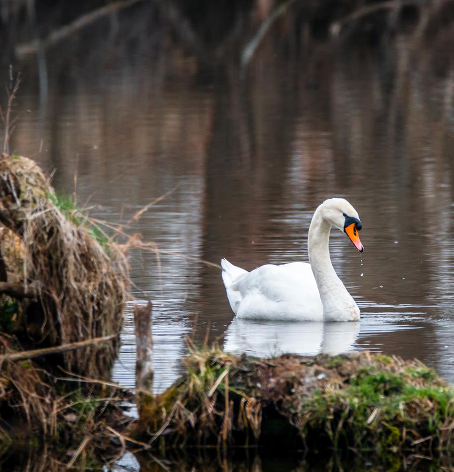 Wetland Birds