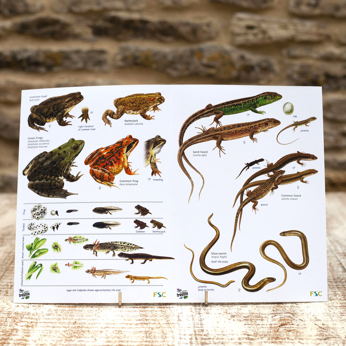 Field Guide - Reptiles and Amphibians | Wildlife World