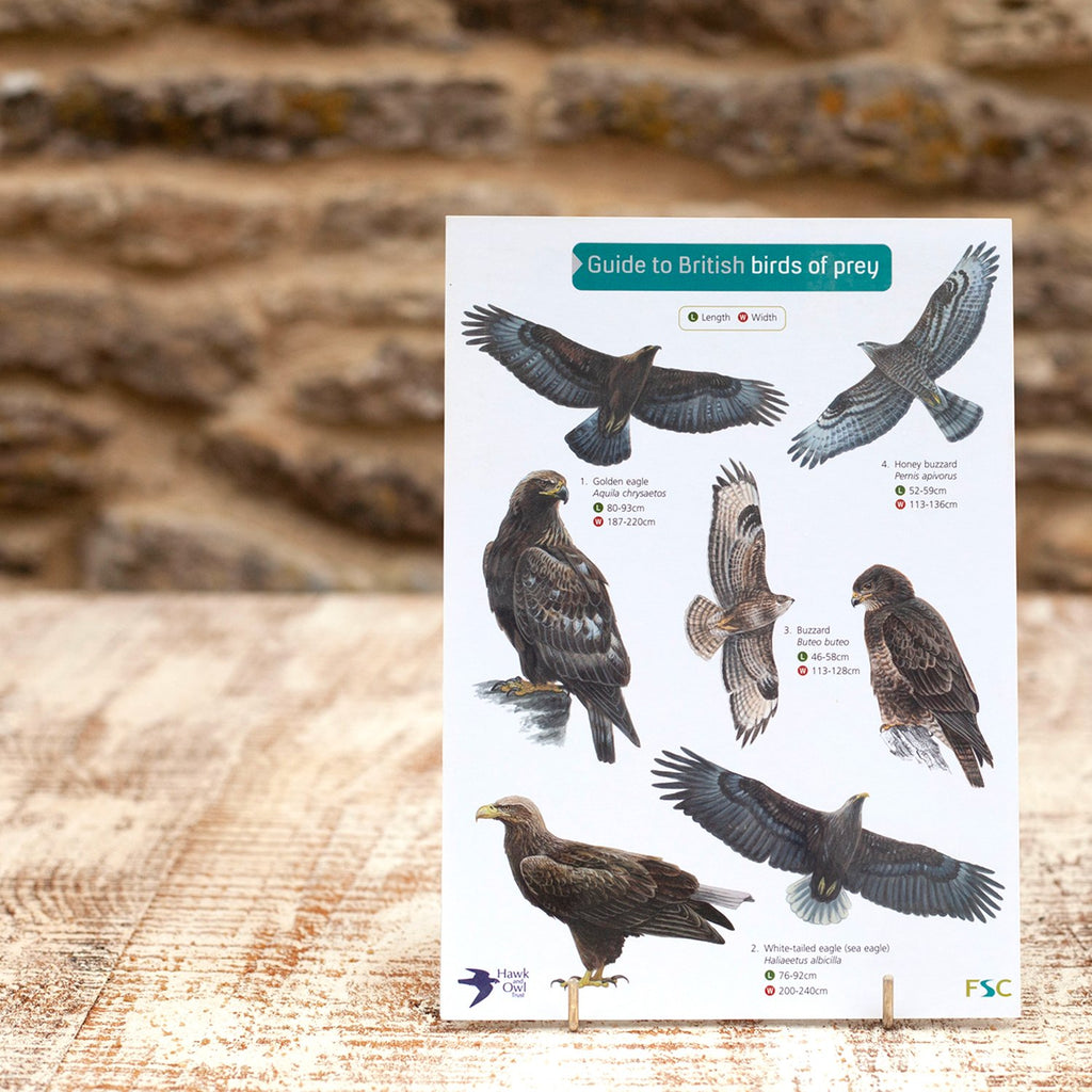 Field Guide British Birds of Prey