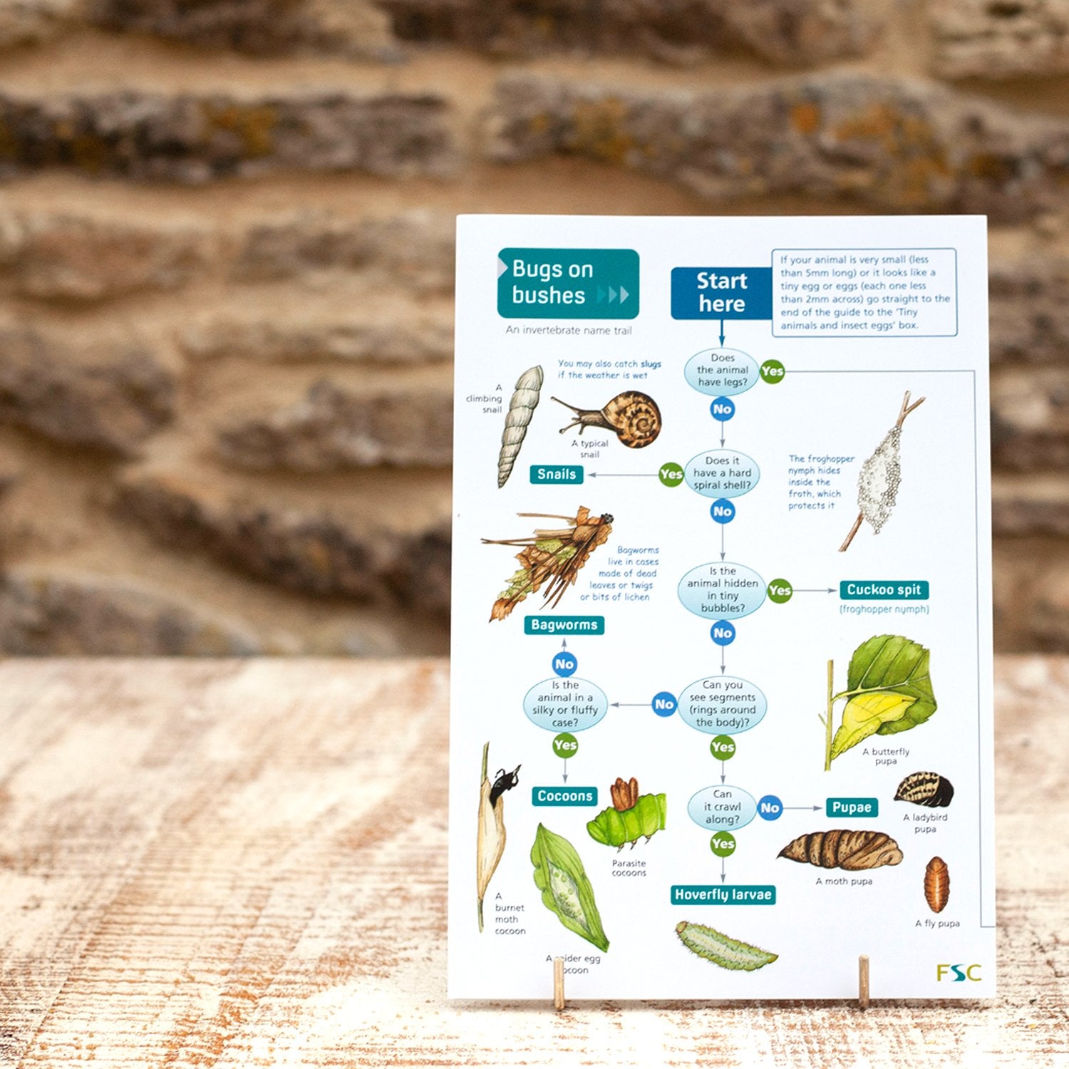 Uk Bugguide Field Guide - Bugs on Bushes | Wildlife World