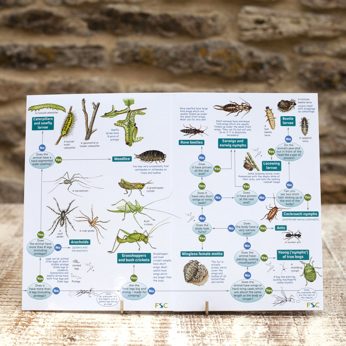 Field Guide - Bugs on Bushes | Wildlife World