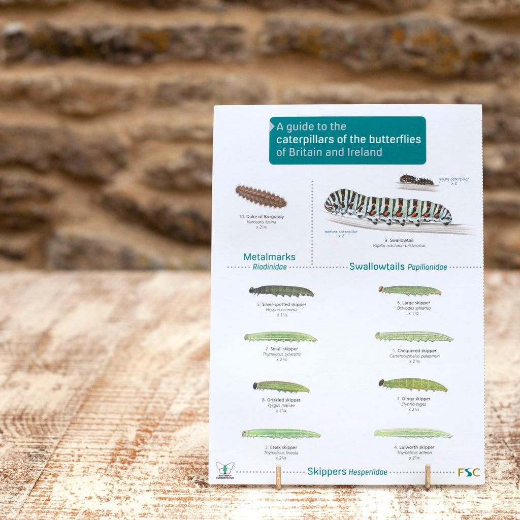 Field Guide Caterpillars of the Butterflies of Britain and Ireland