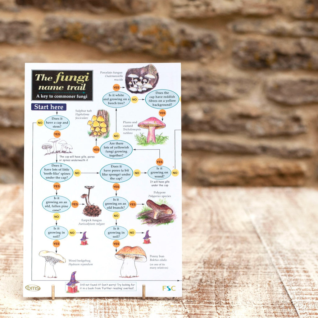 Field Guide Fungi Name Trail