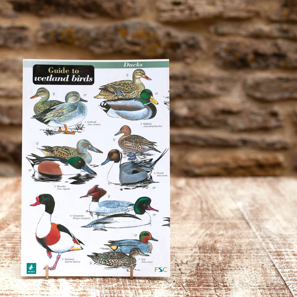 Field Guide Wetland Birds