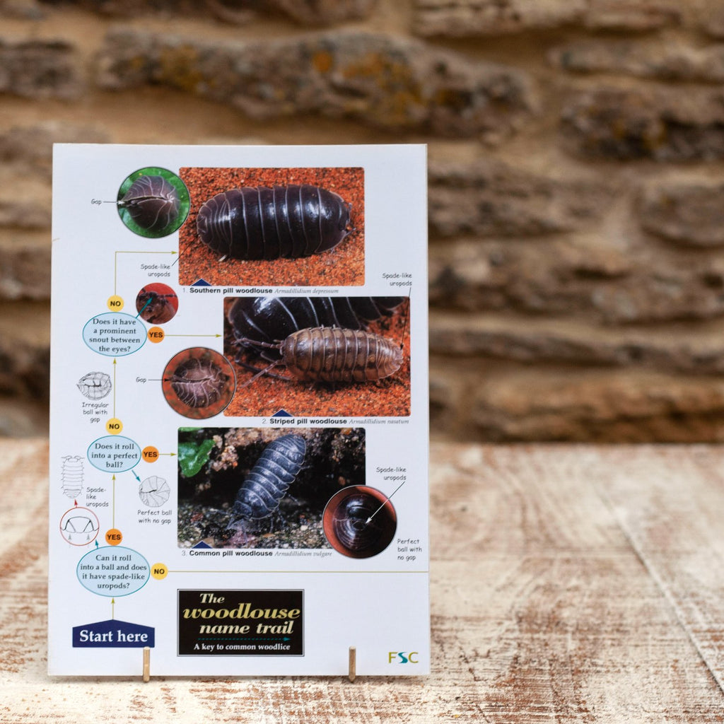 Field Guide Woodlouse Name Trail