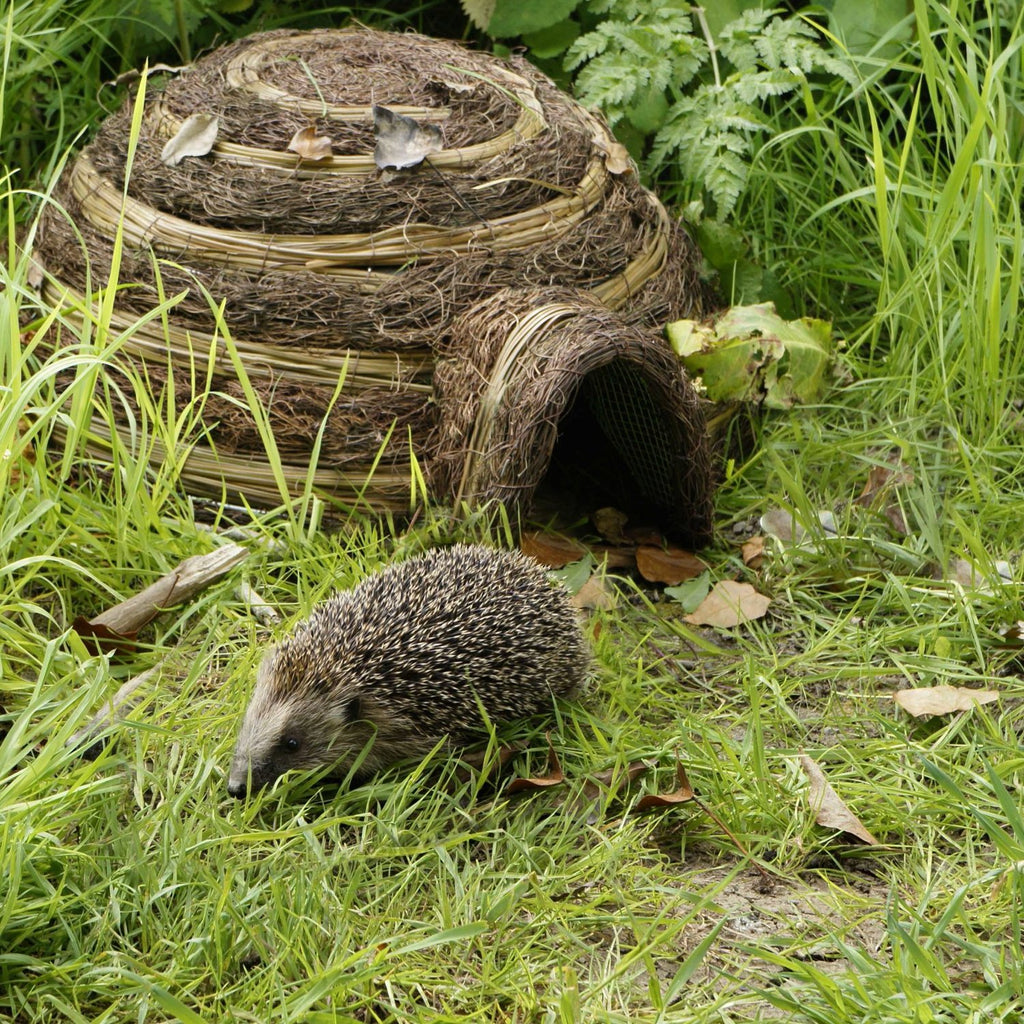 Hedgehog using the Wildlife World Hedgehog Shelter