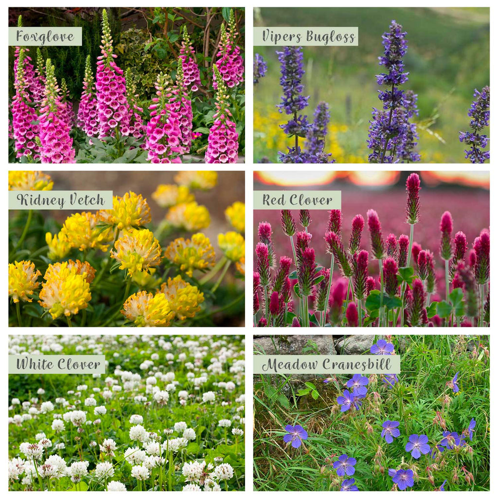 Native Wildflower Seeds for Bumblebees
