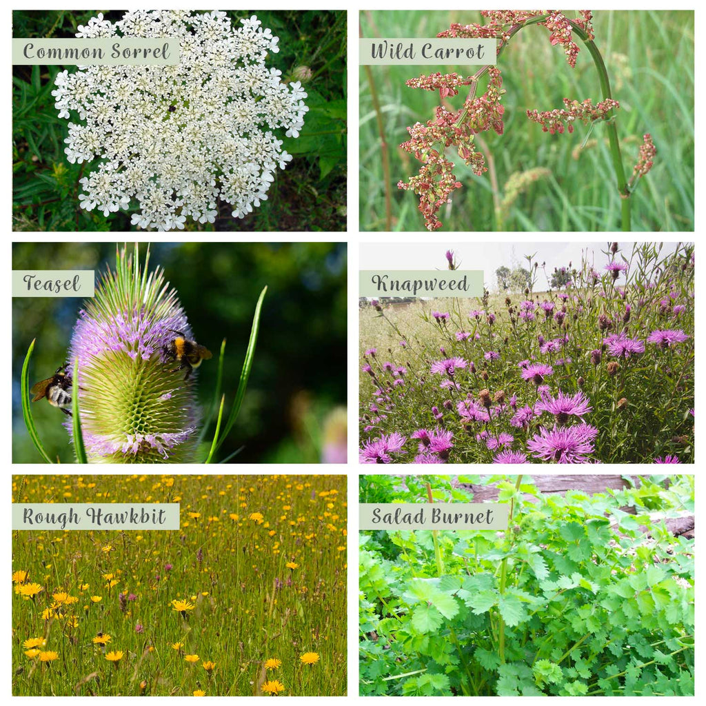 Native Wildflower Seeds for Garden Birds