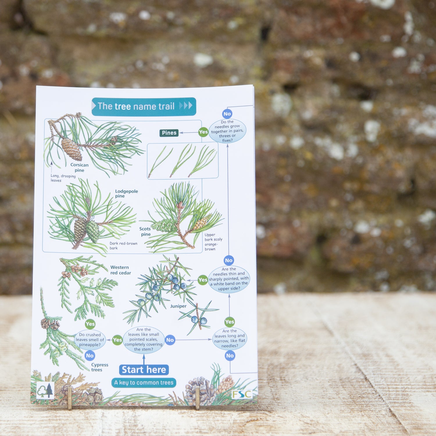 Tree Guide Sheets Field Guide - Trees